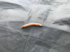 Rice Worm Moth thumbnail 2