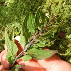 narrowleaf cow wheat thumbnail 5