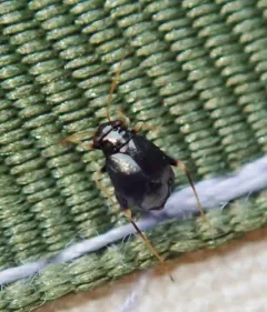 Halticus apterus thumbnail 3