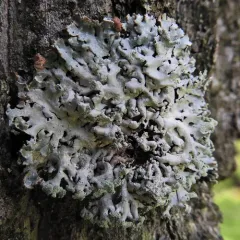 Hooded Tube Lichen thumbnail 2