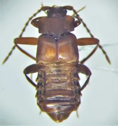 Xenodusa reflexa thumbnail 3
