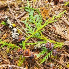 Lawson's cypress thumbnail 3