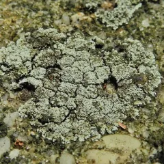 Zoned Dust Lichen thumbnail 2