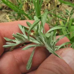 marsh cudweed thumbnail 1