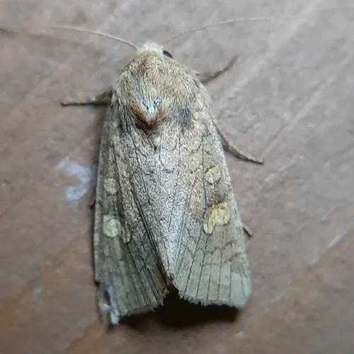 American Ear Moth