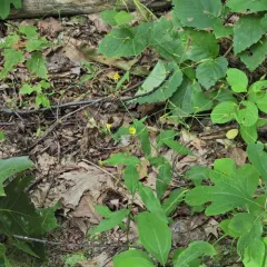Panicled Hawkweed thumbnail 4