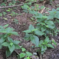 lizard's tail thumbnail 1