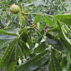 bitternut hickory thumbnail 2