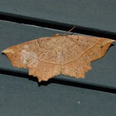 Mottled Euchlaena Moth thumbnail 1