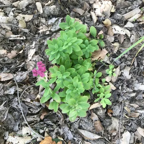 Orpine
