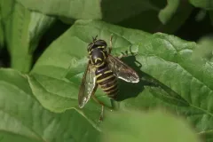 Foxlee's Hornet Fly thumbnail 1