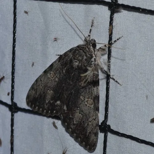 Oldwife Underwing