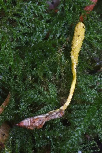 Cordyceps bifusispora