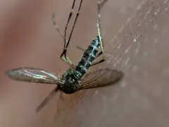 Black Saltmarsh Mosquito thumbnail 2