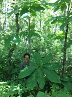 umbrella magnolia thumbnail 3