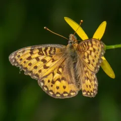 Mormon Fritillary thumbnail 4