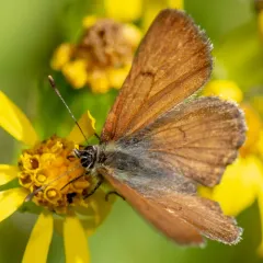 Mariposa Copper thumbnail 4