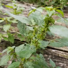 Common Three-seeded Mercury thumbnail 3