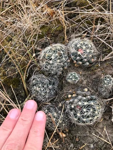Missouri Foxtail Cactus