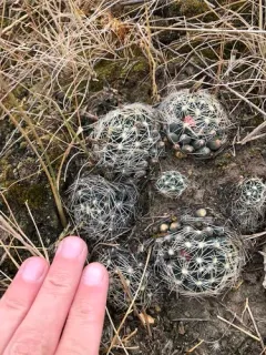 Missouri Foxtail Cactus thumbnail 1