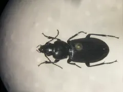 Pterostichus corvinus thumbnail 2