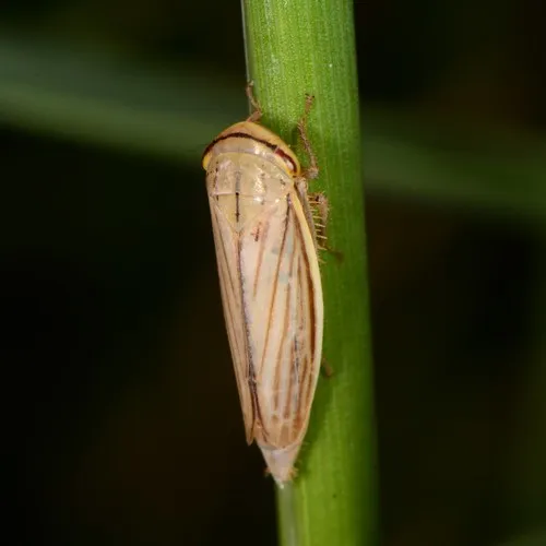 Silver Leafhopper