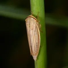 Silver Leafhopper thumbnail 1