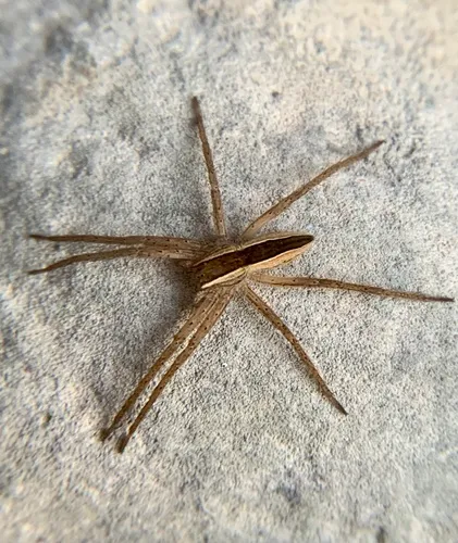 Straight-banded Nursery Web Spider