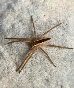 Straight-banded Nursery Web Spider thumbnail 1