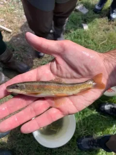 Mountain Sucker thumbnail 1