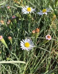 annual saltmarsh aster thumbnail 3