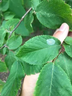 Phyllonorycter tritaenianella thumbnail 2