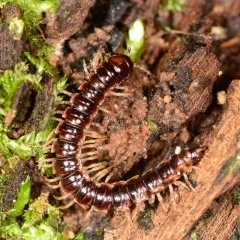 Greenhouse Millipede thumbnail 4