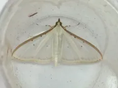 Four-spotted Palpita Moth thumbnail 3