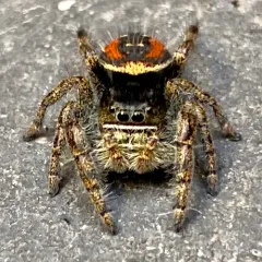 Johnson's Jumping Spider thumbnail 4
