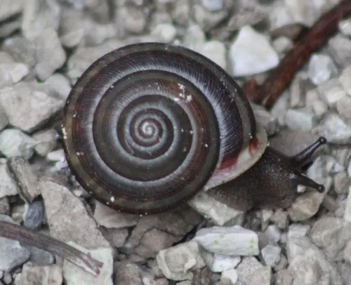 Striped Whitelip