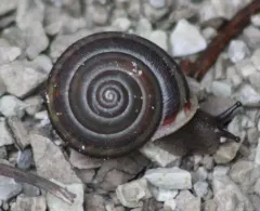 Striped Whitelip thumbnail 1