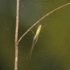Silver Long-jawed Orbweaver thumbnail 2