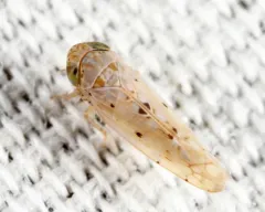 Atanus perspicillatus thumbnail 2