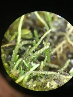 Small Mousetail Moss thumbnail 4