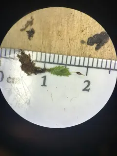Osmund Fissidens Moss thumbnail 2