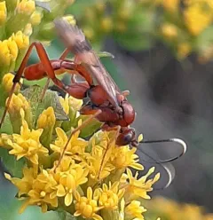 Exetastes angustoralis thumbnail 1