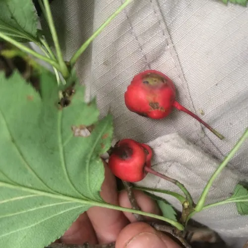 Fanleaf Hawthorn