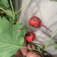 Fanleaf Hawthorn thumbnail 1