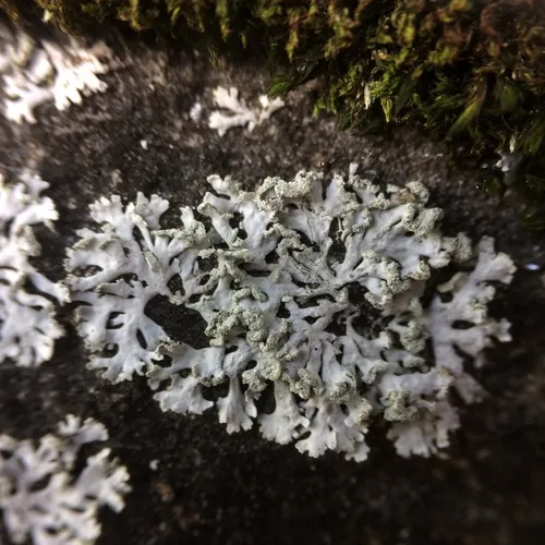 Powder-tipped Rosette Lichen