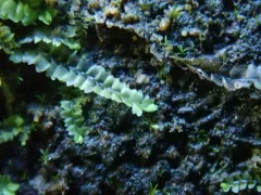 Gillman's Notchwort thumbnail 1