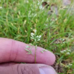 Smooth Meadow-grass thumbnail 3