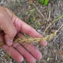 Canada wild rye thumbnail 2
