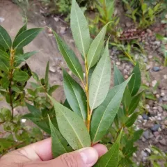 shining willow thumbnail 4