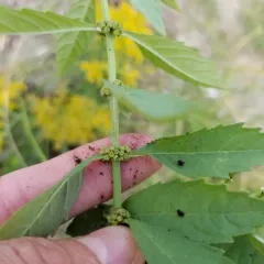 northern bugleweed thumbnail 5
